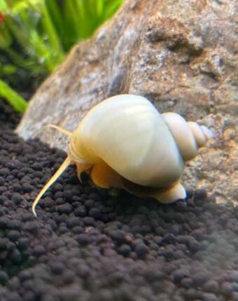 Ivory Mystery Snail