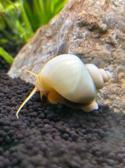 Ivory Mystery Snail