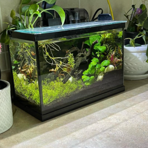 Planted Aquarium