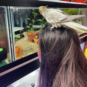 Cockatiel looking in tank