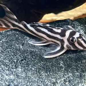 Zebra Pleco