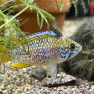 Apistogramma