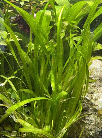 Vallisneria