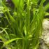 Vallisneria