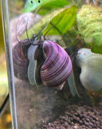 Purple Mystery Snail