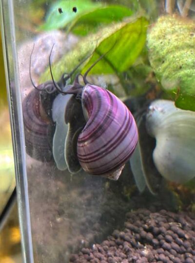 Purple Mystery Snail