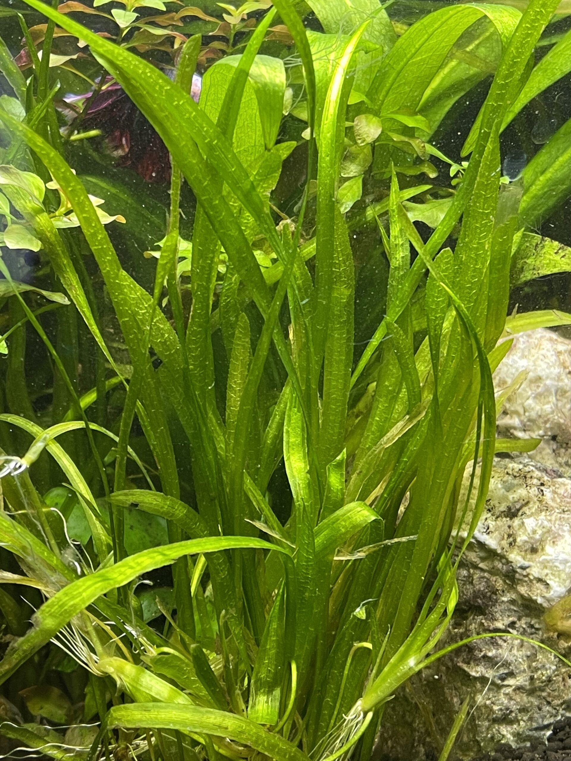 Vallisneria