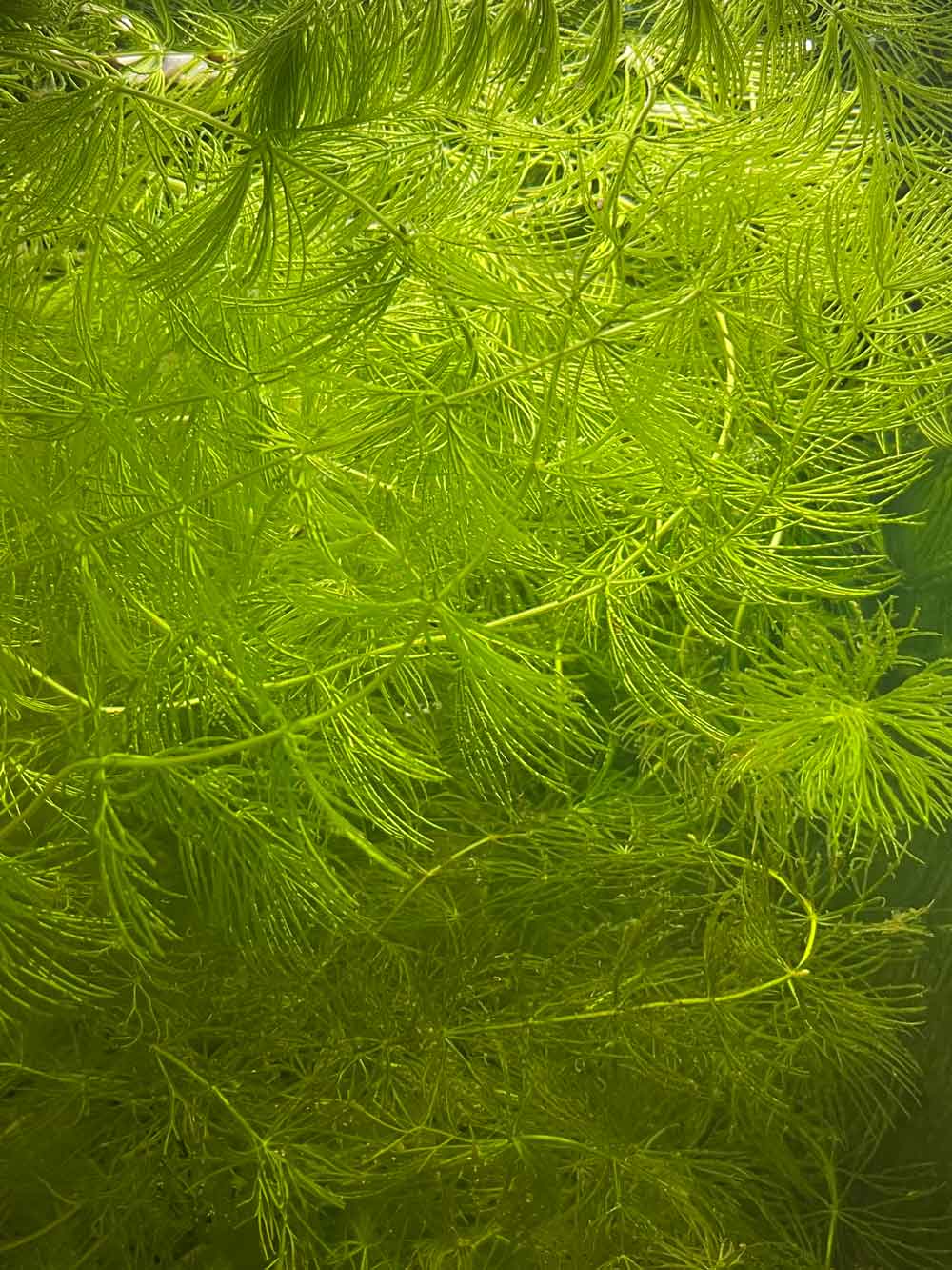 Hornwort