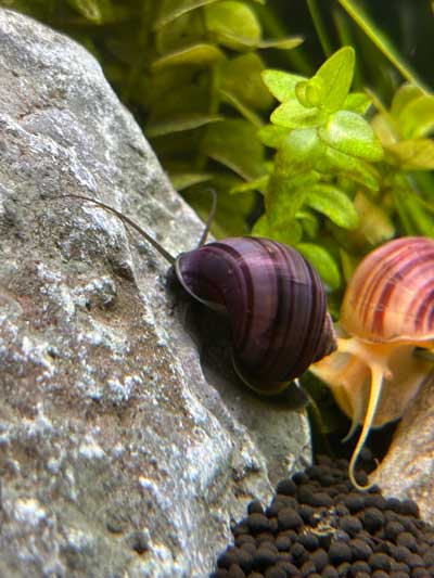 Purple Mystery Snail