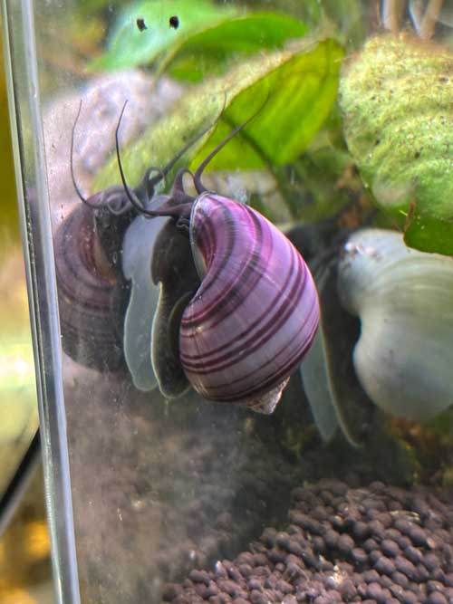 Purple Mystery Snail