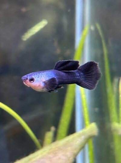 Premium Panda Guppy