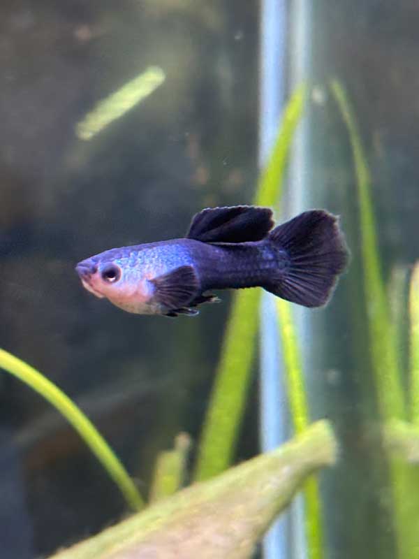 Premium Panda Guppy