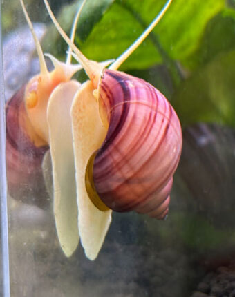 Magenta Mystery Snail