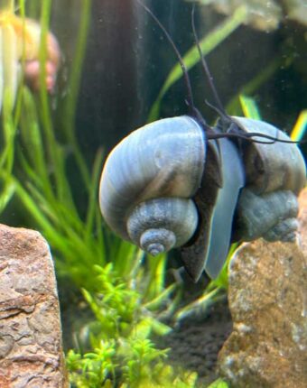 Blue Mystery Snail