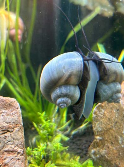 Blue Mystery Snail
