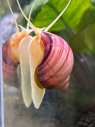 Magenta Mystery Snail