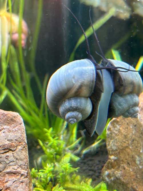 Blue Mystery Snail