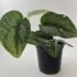 Silver Satin Pothos Cutting