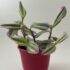 Tradescantia Bubblegum Cutting