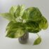 Golden Pothos Cutting