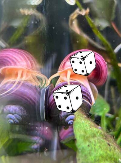 Roll the dice Mystery Snails