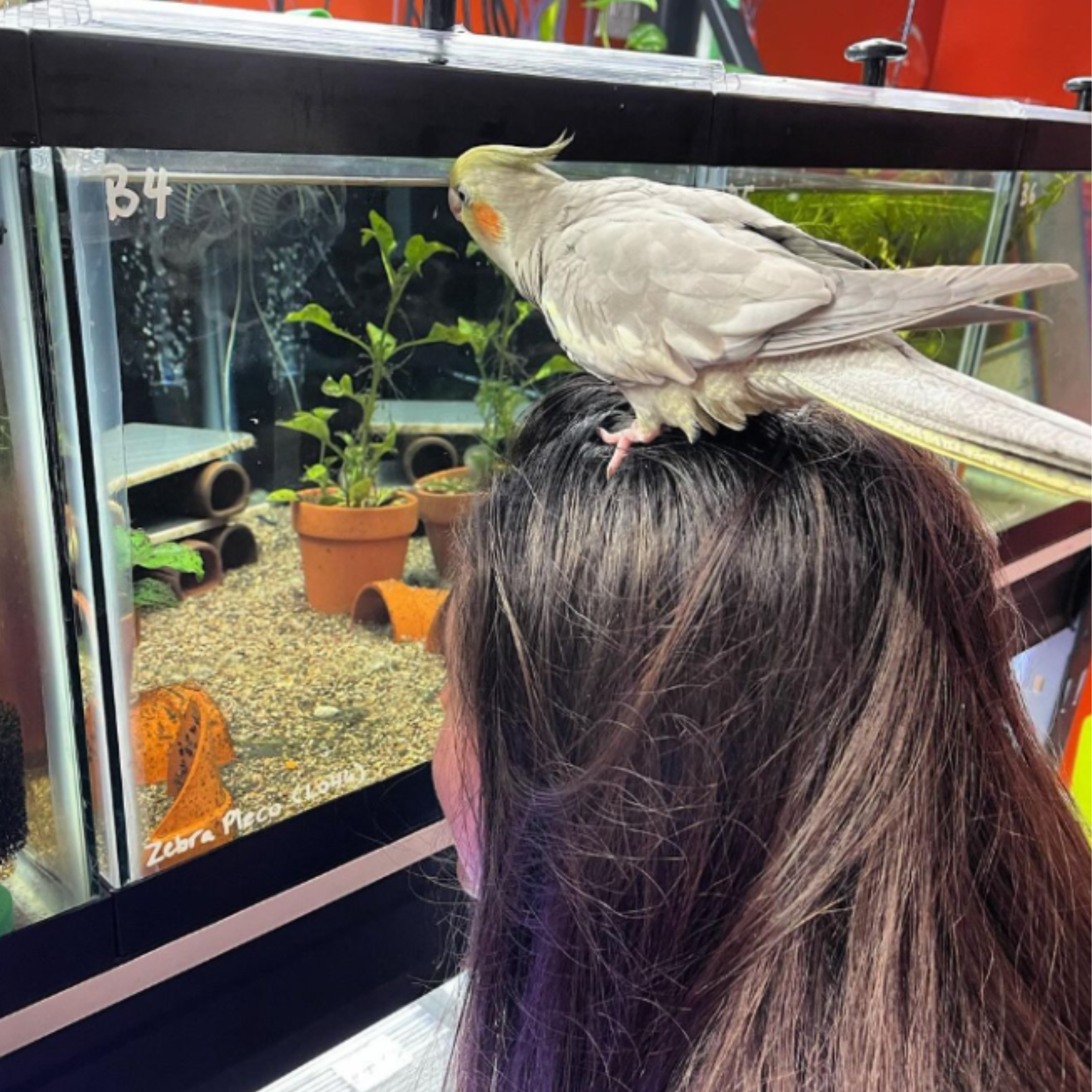 Cockatiel looking in Tank