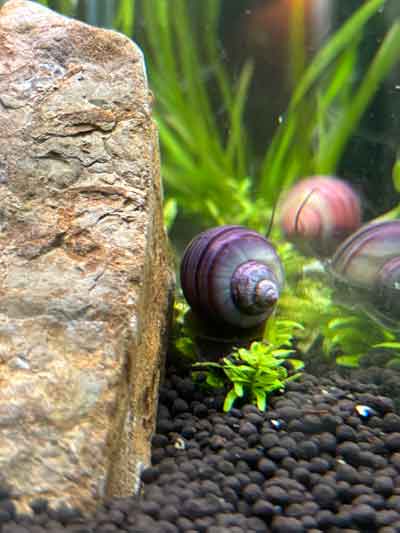 Purple Mystery Snail