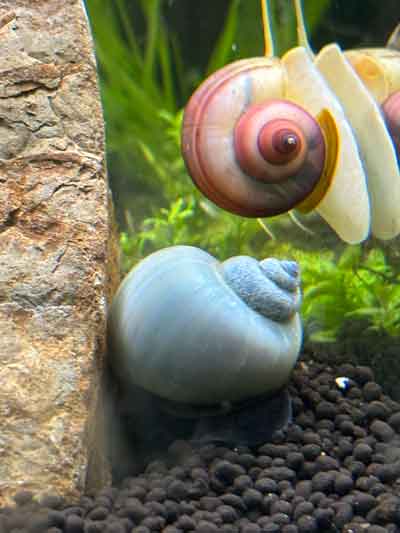 Blue Mystery Snail