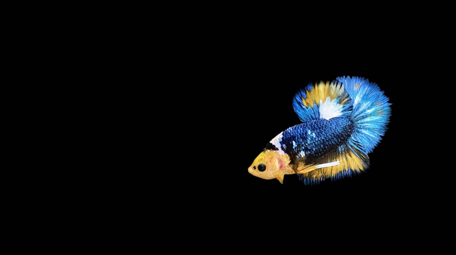 Yellow and blue beta fish