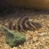 Tiger Pleco (L397)