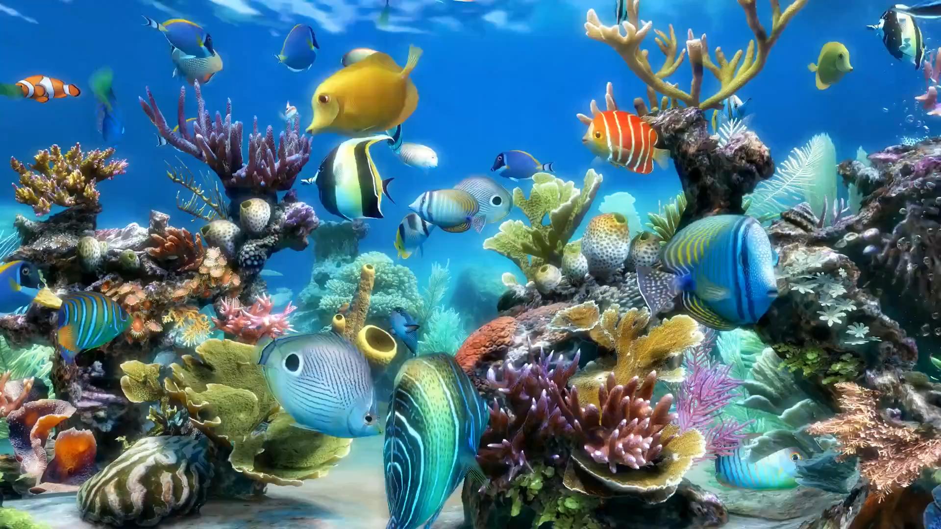 Home Page Aquarium Photo